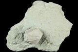 Blastoid (Pentremites) Fossil - Illinois #184103-1